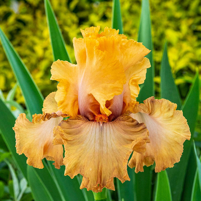 Rubenesque Bearded Iris | Brecks Premium Bulbs