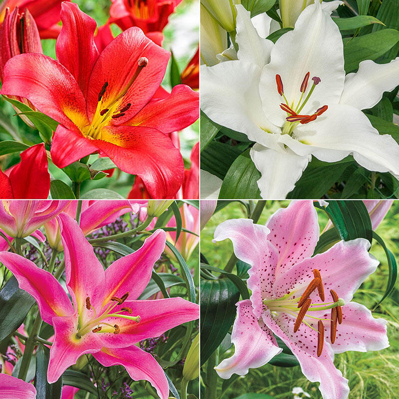 Perfume Lily Collection Brecks Premium Bulbs