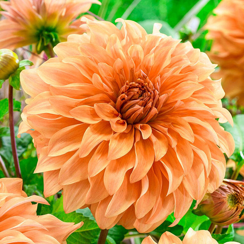 Buy Orange Dahlias Spartacus Orange Dahlia Breck's