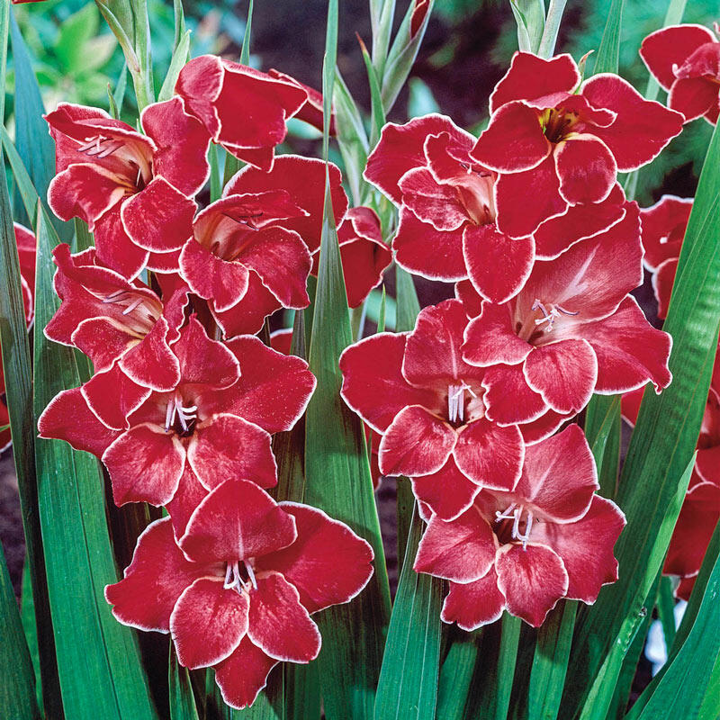 Atom Hardy Gladiolus Brecks Premium Bulbs