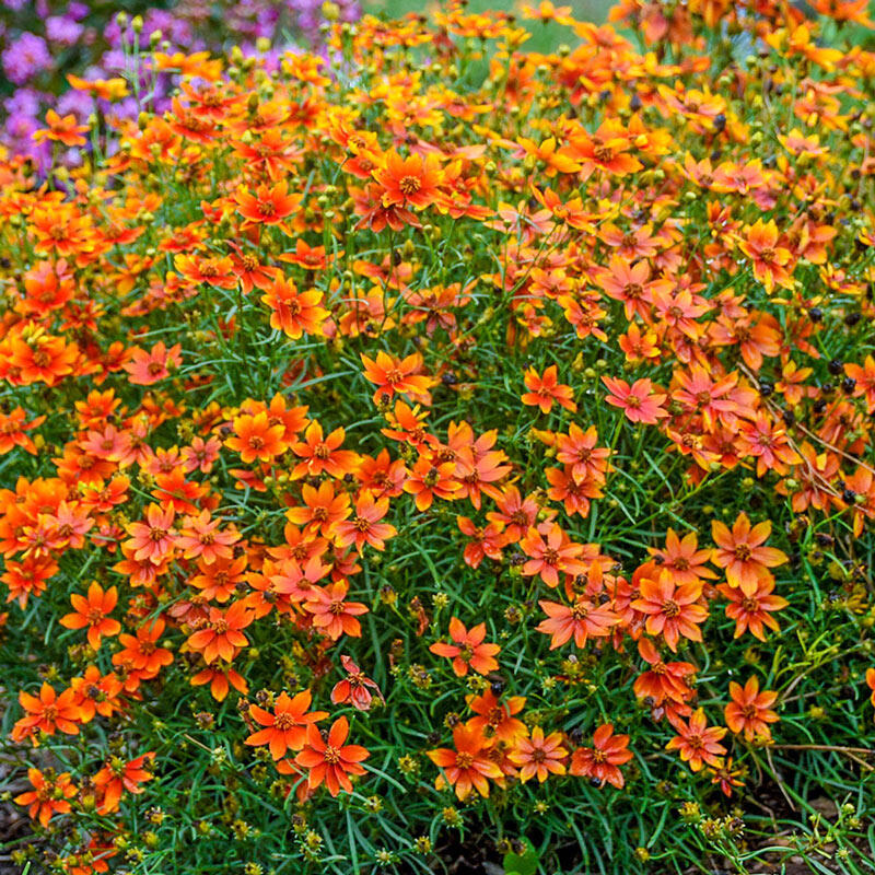 Crazy Cayenne Coreopsis Brecks Premium Bulbs