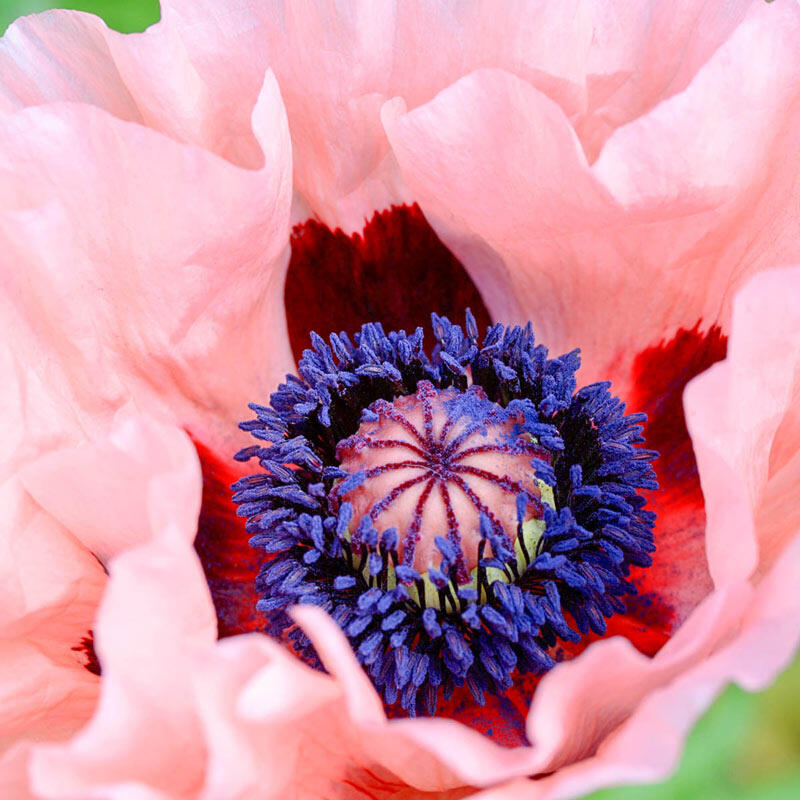 Mrs Perry Oriental Poppy | Brecks Premium Bulbs