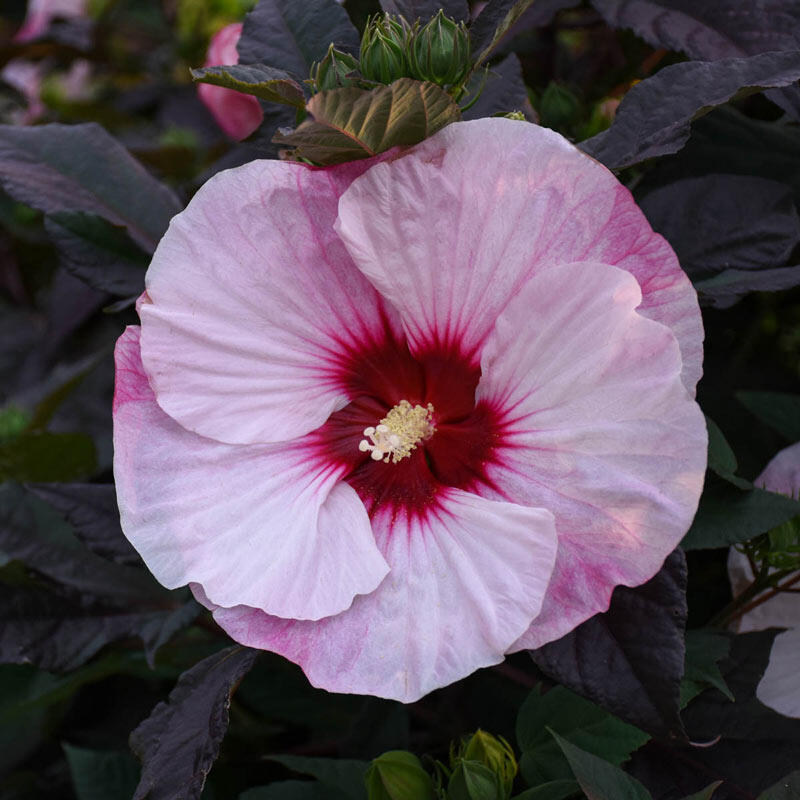Buy Perfect Storm Hibiscus Sun Perennials for Sale Breck's