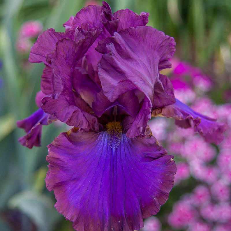 Cantina Reblooming Bearded Iris Sun Perennials Breck's