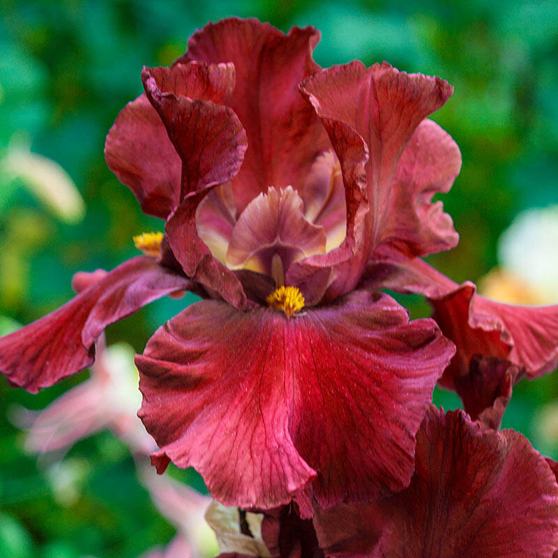 War Chief Bearded Iris | Brecks Premium Bulbs
