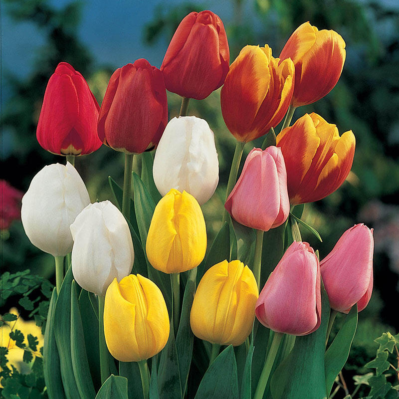 Buy Perennial Tulip Mixture Super Sak Breck's