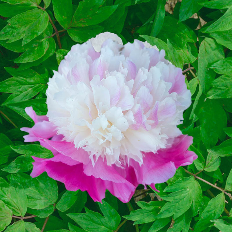 She's My Star Peony Brecks Premium Bulbs