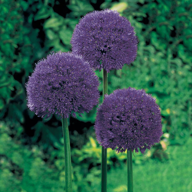 Persian Blue™ Allium Super Sak® Brecks Premium Bulbs