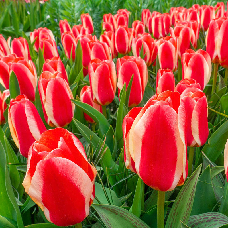 Buy Hearts Delight Tulip Spring Bulbs for Sale Breck's