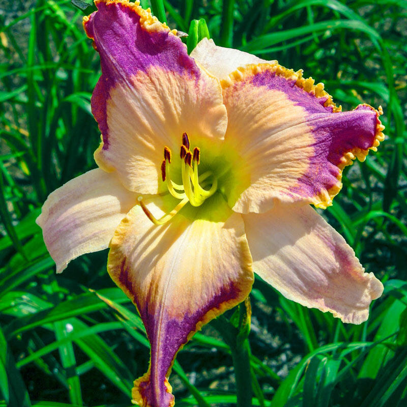 Hemerocallis lotus position