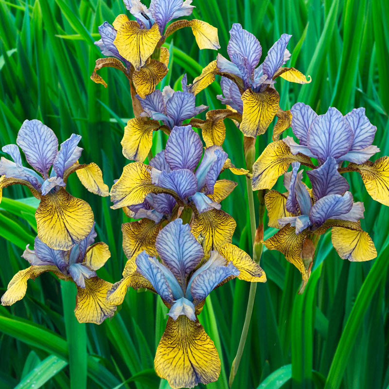 So van Gogh Siberian Iris | Brecks Premium Bulbs