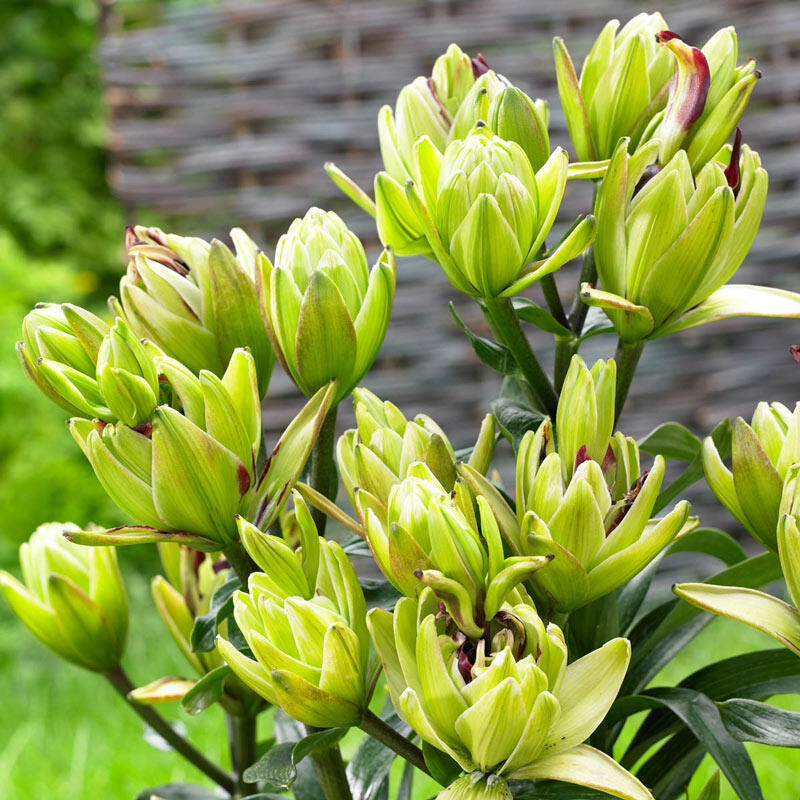 Buy Mystery Dream Lily Online Lilies for Sale Breck's