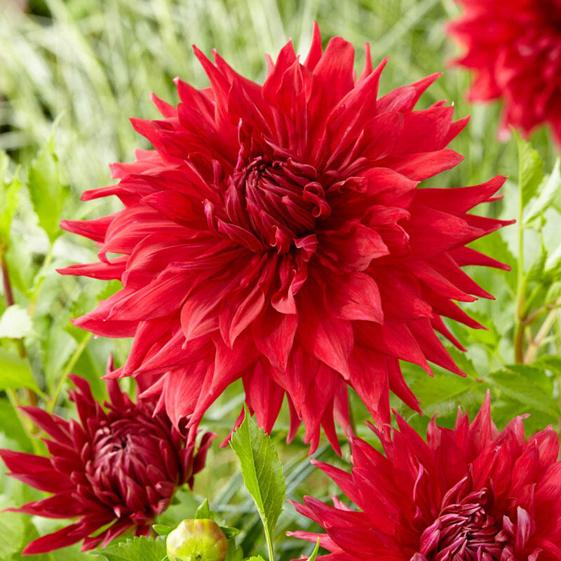 Buy Creve Coeur Dahlia Online Summer Bulbs Sale Breck's