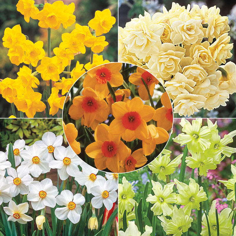 Buy Most Fragrant Daffodil Collection Breck's