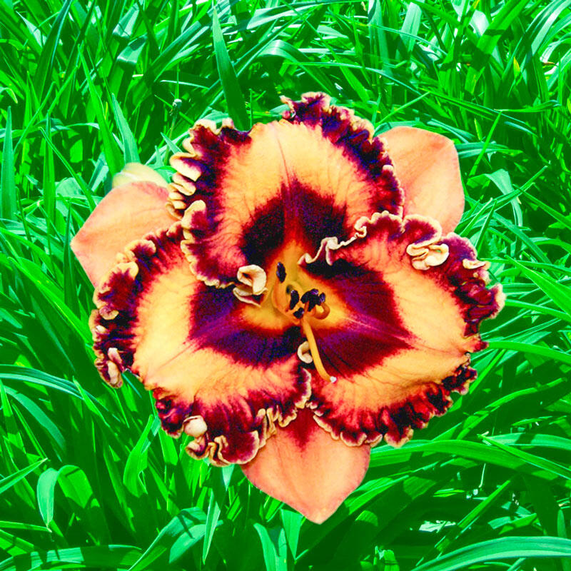 Incandescent Daylily Brecks Premium Bulbs