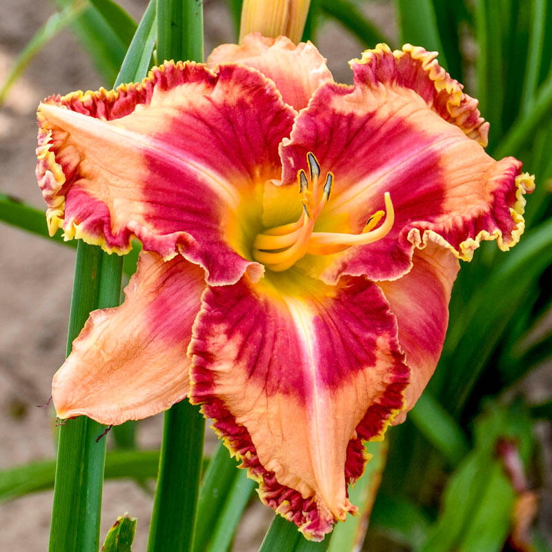 Buy Lake of Fire Daylily Sun Perennials for Sale Breck's