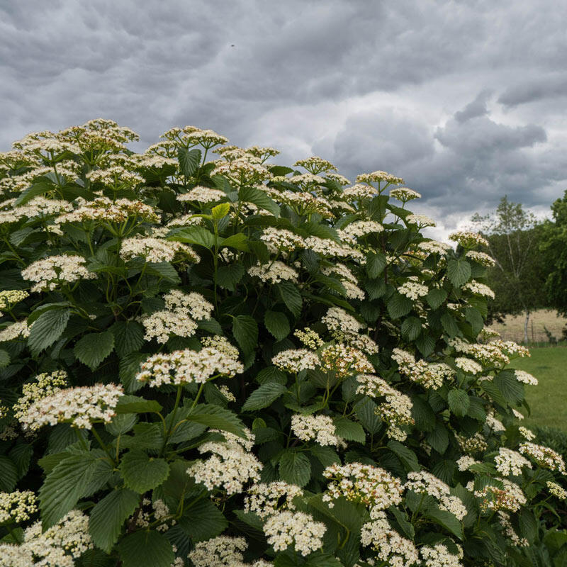 Autumn Jazz Viburnum Hedge Brecks Premium Bulbs