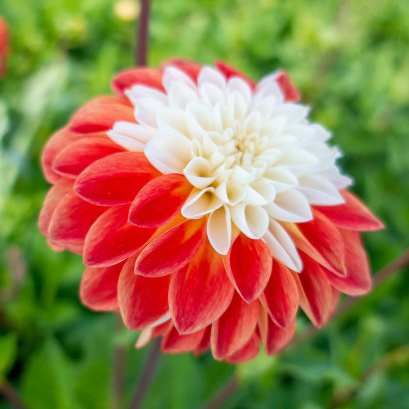 Tangerine Sorbet Dahlia Brecks Premium Bulbs