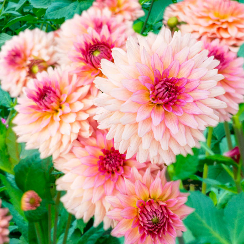 Gallery Leonardo Dahlia Brecks Premium Bulbs