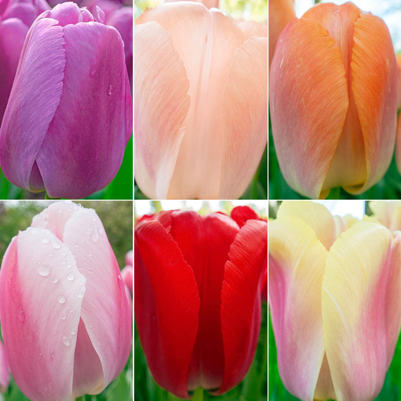 WOW! Pride Perennial Tulip Collection Buy Online Breck's