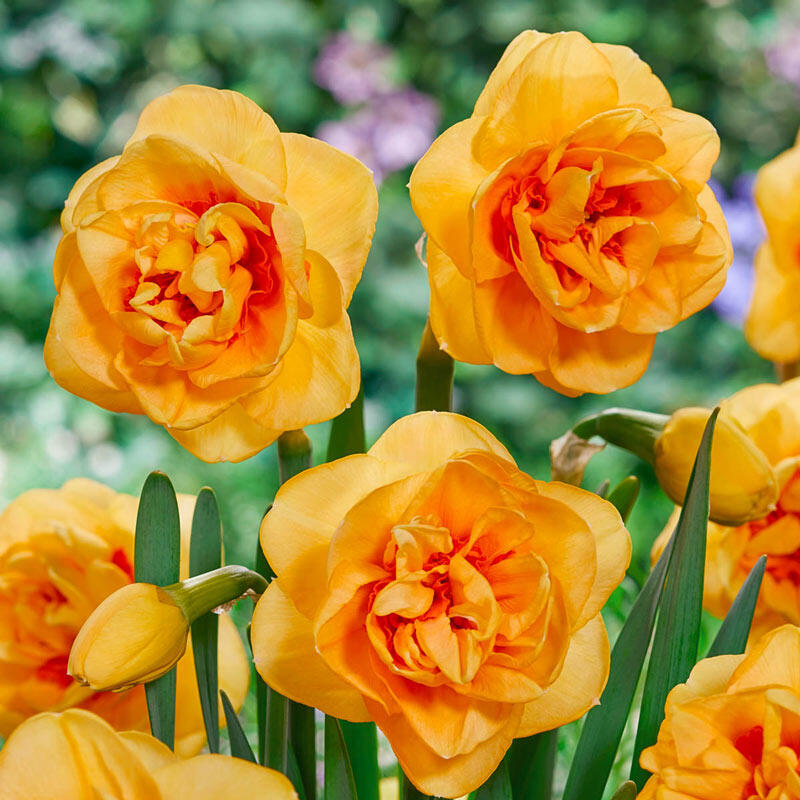 Buy Boaz Daffodil Best Deals on Spring Bulbs Breck's