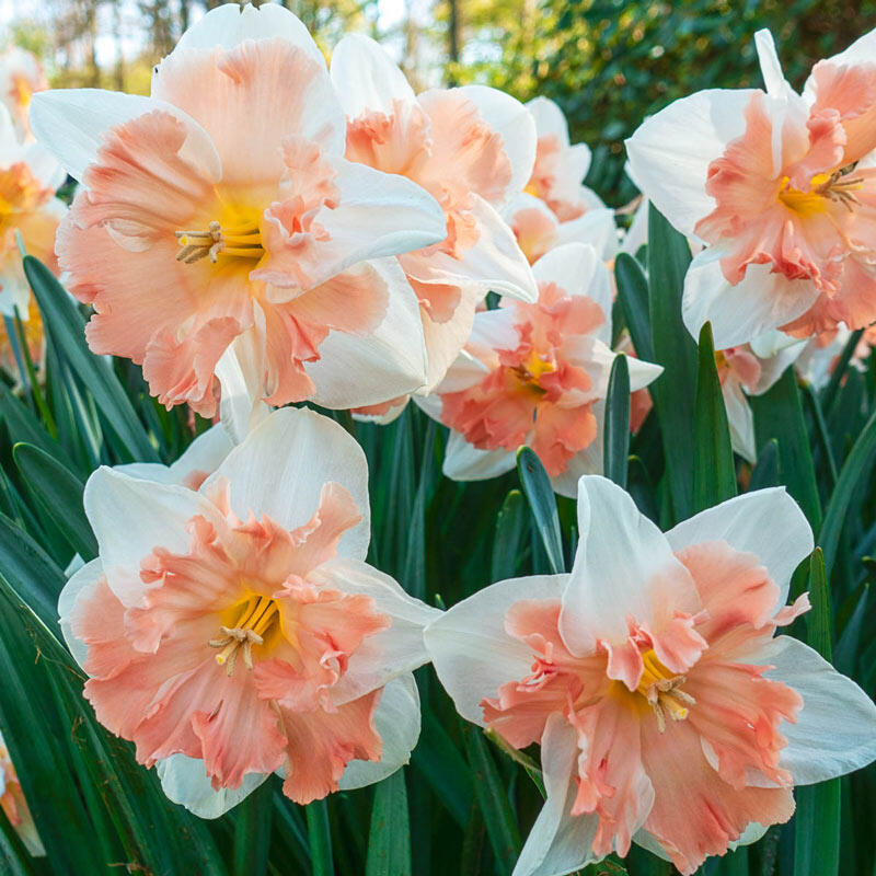 Edinburgh Daffodil Brecks Premium Bulbs