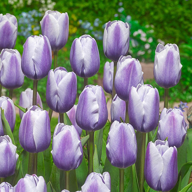 Buy Lilac Love Tulip Online Spring Bulbs Sale Breck's