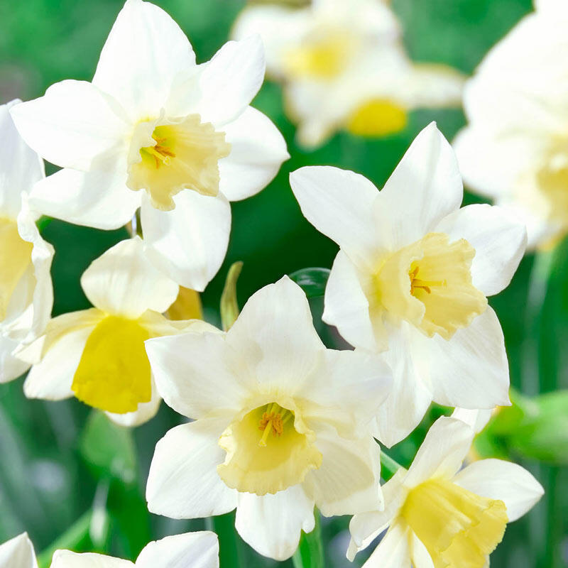 Buy Pueblo Daffodil Online Spring Bulbs for Sale Breck's