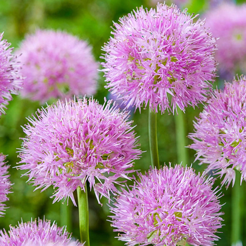 Shop Rosy Dream Alliums Spring Bulbs for Sale Breck's