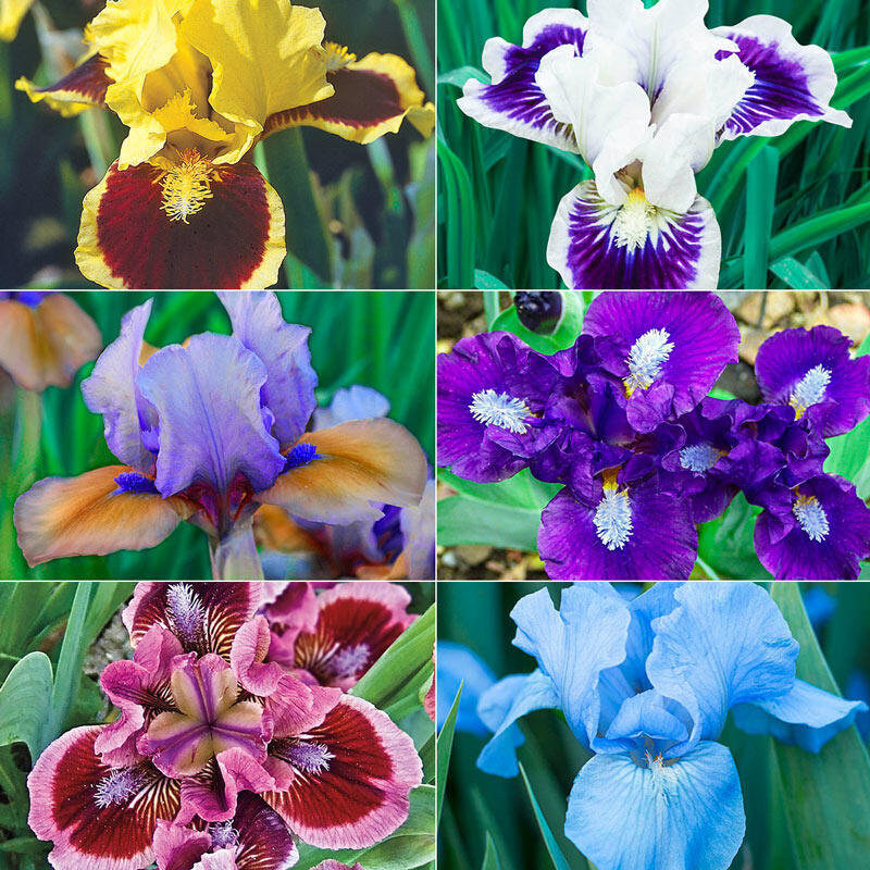 Buy Dwarf Bearded Iris Collection Sun Perennials Breck's