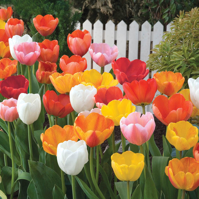 Buy Darwin Hybrid Tulip Mixture Spring Bulbs Sale Breck's