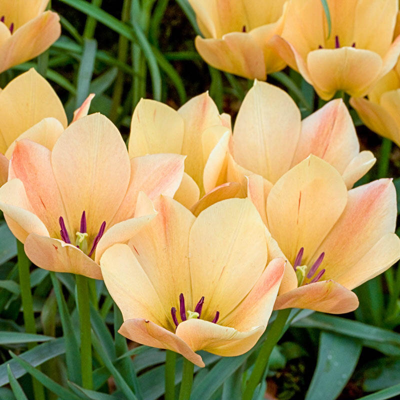 Buy Bronze Charm Tulip Best Deals on Spring Bulbs Breck's