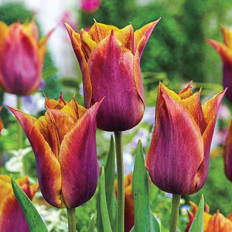 Request Tulip Brecks Premium Bulbs