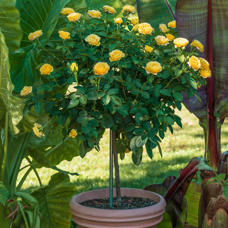 Julia Child Patio Tree Rose Breck's