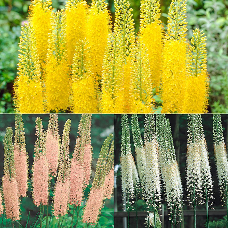 Foxtail Lily Collection Breck's