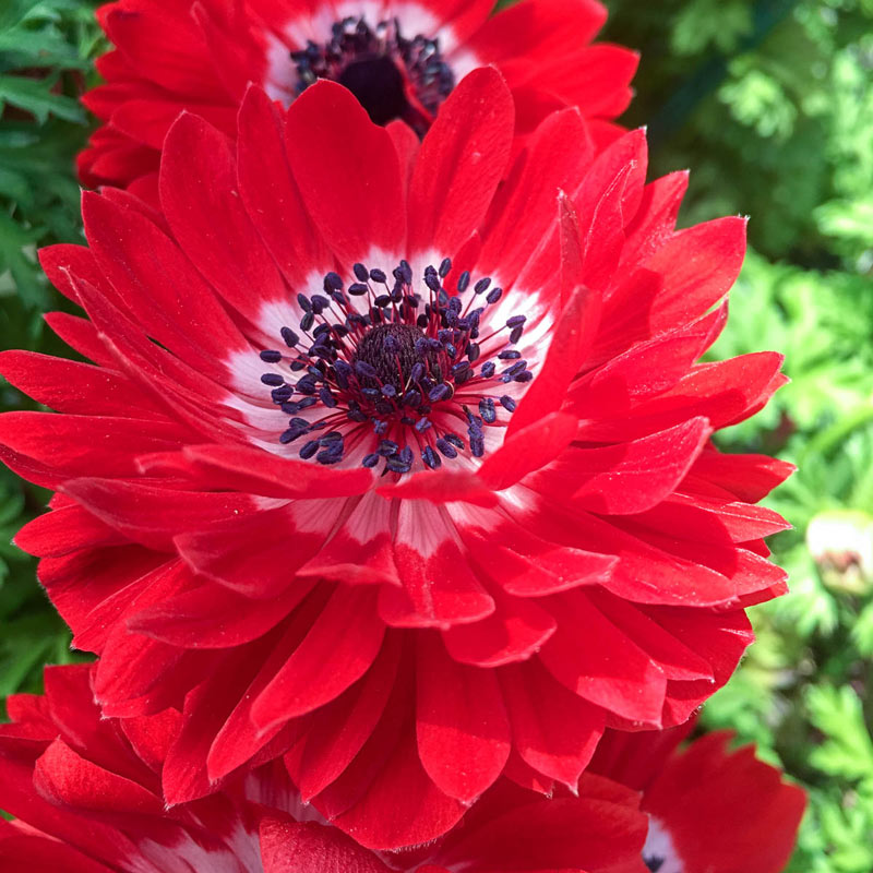 Red Double Daisy Anemone | Brecks Premium Bulbs