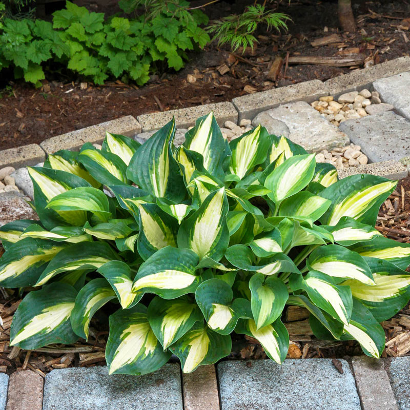 Chain Lightning Hosta Shop Hostas Breck's