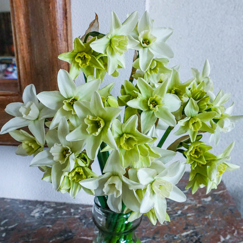 Buy Polar Hunter Daffodil Small Cupped Daffodils Breck's