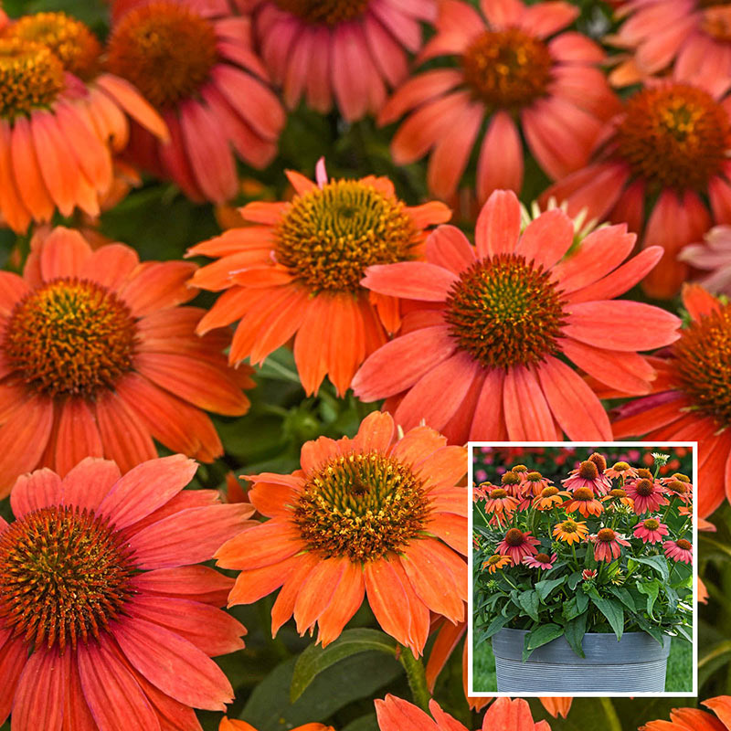 Lakota Red Coneflower Shop Perennials Save at Breck's