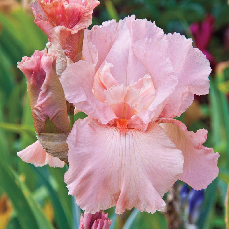 Shop Magical Encounter Reblooming Bearded Iris Breck's