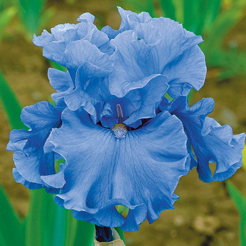 Merchant Marine Tall Bearded Iris Sky Blue Bearded Iris Breck's