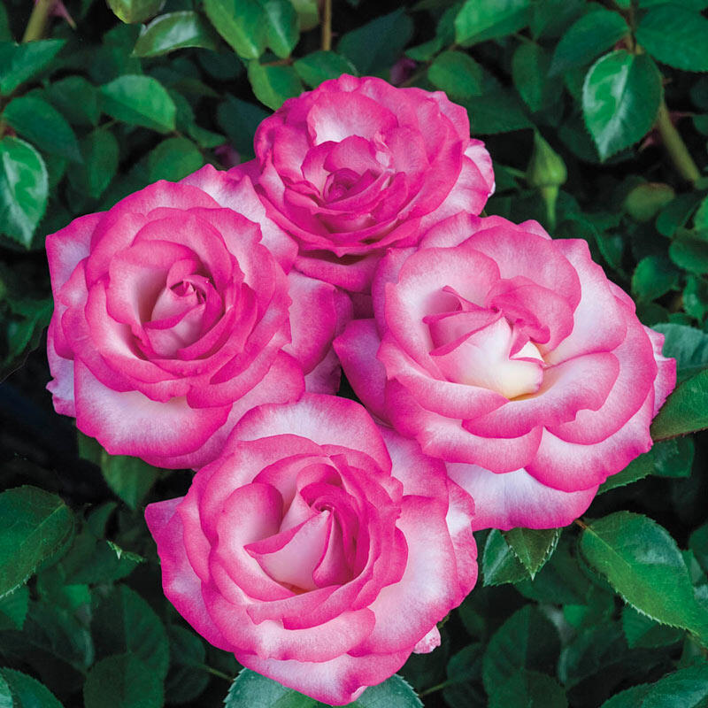 Miss Congeniality Grandiflora Rose Breck's