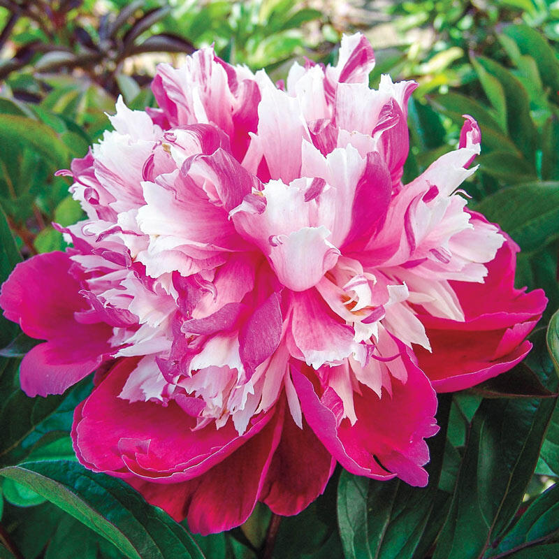 Daydream Peony Breck's
