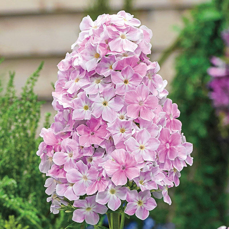 Флокс кул вотс. Флокс кул. Флокс кул ватер. Флокс метельчатый кул уотер. Флокс метельчатый кул ватер.