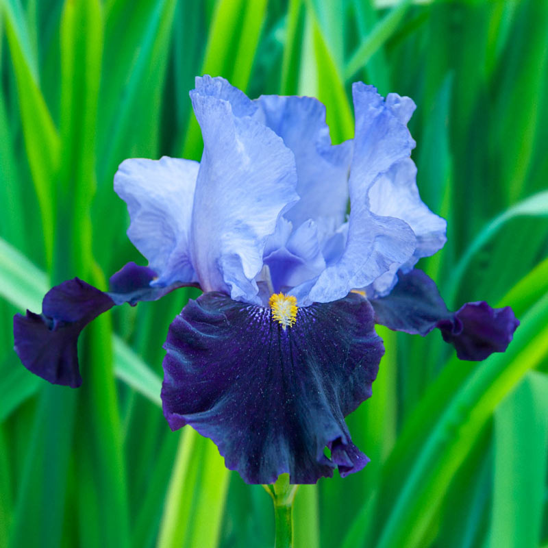Habit Bearded Iris Brecks Premium Bulbs