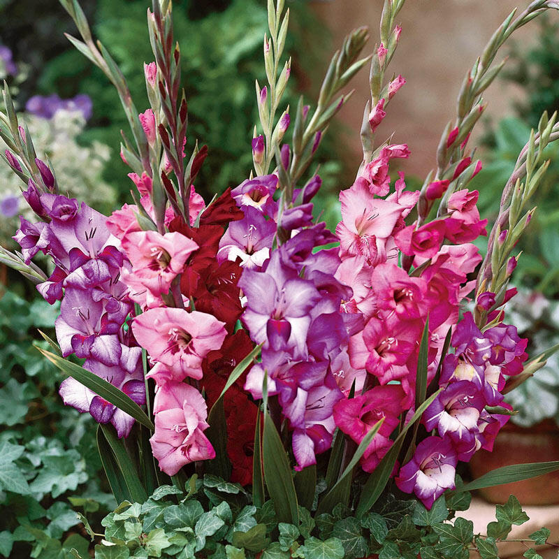 Royal Glamini Gladiolus Blend Breck's