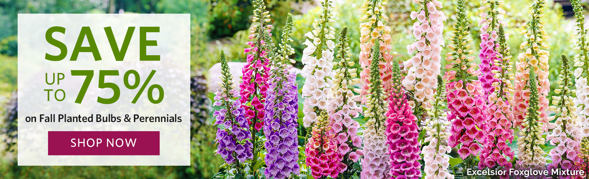 Breck's Direct to you from Holland since 1818