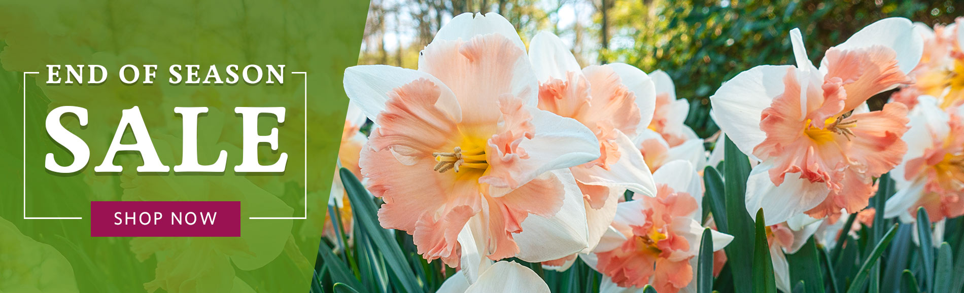 Breck's Direct to you from Holland since 1818