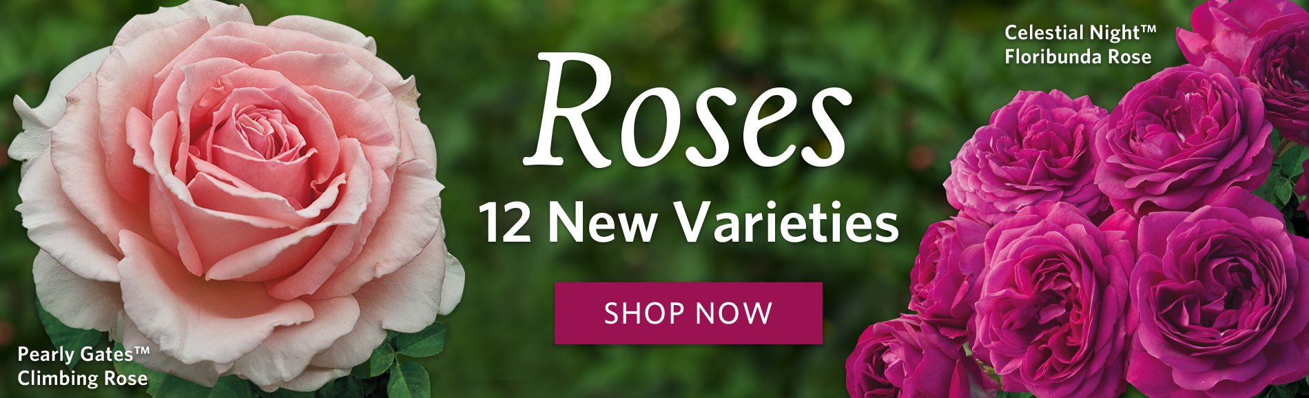 Breck's Direct to you from Holland since 1818