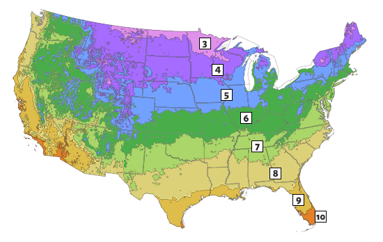 Best Garden Plants For Zone 10 Buy Now Breck s